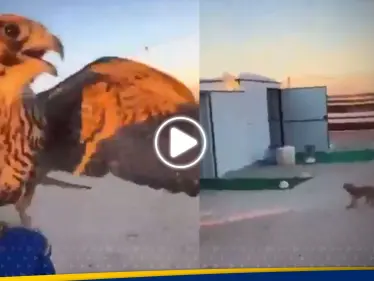 صقر يهاجم عاملة منزلية في مخيم صحراوي.. شاهد ردة فعلها - وكالة ستيب نيوز