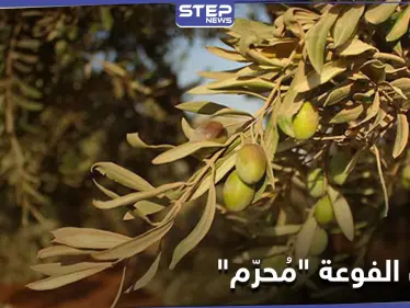 موسم الزيتون بالفوعة.. هيئة تحرير الشام تستحوذ وتمنع الأهالي من الاستفادة - وكالة ستيب نيوز