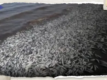 آلاف الأسماك النافقة على ساحل خليج تكساس.. ما قصتها؟ - وكالة ستيب نيوز