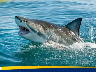 ميناء سيدني يشهد حادثاً "نادراً جداً".. سمكة قرش تهاجم امرأة والسلطات تكشف حالتها الصحية - وكالة ستيب نيوز