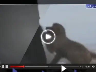 بالفيديو|| قرد يحاول سرقة ملابس إحرام سيدة على جبل النور بمكة المكرمة يثير تفاعلاً على التواصل الاجتماعي - وكالة ستيب نيوز