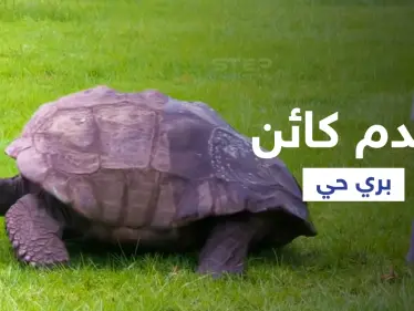 بالفيديو|| أقدم كائن حي على وجه الأرض يكمل عامه الـ 190 في منفى نابليون بونابارت الشهير ويدخل موسوعة غينيس - وكالة ستيب نيوز