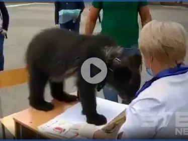 بالفيديو|| حتى الدببة الروسية شاركت بالتصويت لبوتين في استفتاء بقائه بحكم روسيا حتى عام 2036 - وكالة ستيب نيوز