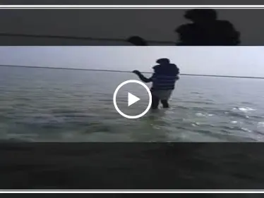 بالفيديو|| حوت ضخم يلقى حتفه على شواطئ اليمن بسبب لغم بحري - وكالة ستيب نيوز