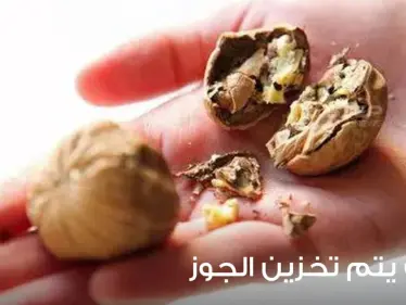 كيف يتم تخزين الجوز؟ ومتى يتم حصاده؟ - وكالة ستيب نيوز