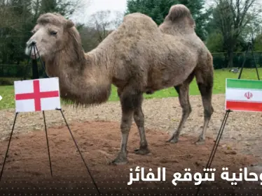 ناقة روحانية تكشف توقعاتها حول الفائز من مباراة قطر والإكوادور وإنجلترا وإيران - وكالة ستيب نيوز