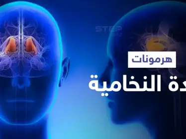 تعرّف على أهمية الغدة النخامية وهرموناتها الضرورية للحياة الزوجية والإنجاب - وكالة ستيب نيوز