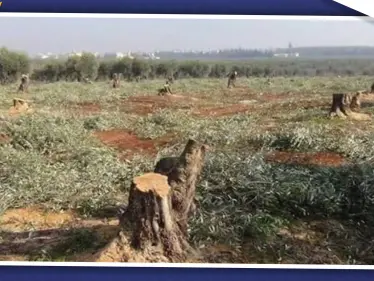 خاص|| قادة المعارضة الموالية لتركيا يقضون على الثروة الحراجية شمالي حلب بهدف التجارة بالحطب! - وكالة ستيب نيوز