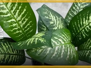 نباتات منزلية لاتحتاج للشمس...إليكم 10 أنواع تعطي لسكان المنزل راحة نفسية لامثيل لها - وكالة ستيب نيوز