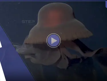 بالفيديو|| لحظات نادرة لرصد شبح عملاق في عمق البحر صادفتها غواصة استكشافية - وكالة ستيب نيوز