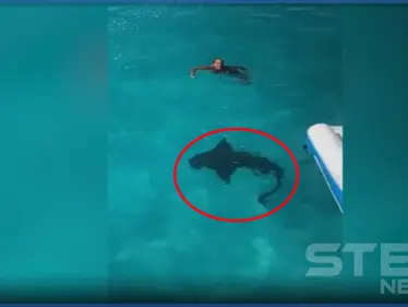 بالفيديو|| صدمة فتاة وجدت قربها سمكة قرش ضخمة - وكالة ستيب نيوز