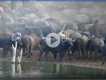 بالفيديو|| بمشهد نادر.. قطيع جاموس الماء يدوس على لبؤة حتى الموت والأسود تكتفي بالمراقبة - وكالة ستيب نيوز