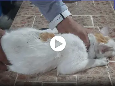 بالفيديو|| القبض على ألطف مهربي المخدرات.. قط يحاول اختراق السجن لنقل المواد الممنوعة إليه - وكالة ستيب نيوز