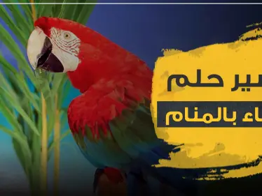 رؤية الببغاء في المنام تأويلها وتفسيرها بأكثر من رواية - وكالة ستيب نيوز