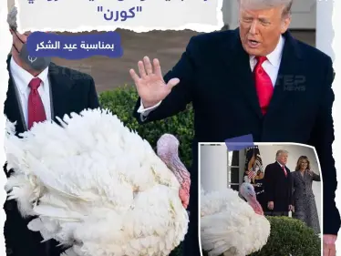 ترامب يعفو عن الديك الرومي "كورن" عملاً بالتقليد السنوي في البيت الأبيض قبل عيد الشكر والذي يستهلك خلاله الأمريكيون على مائدة العشاء مع عائلاتهم 45 مليون ديك رومي سنوياً. - وكالة ستيب نيوز