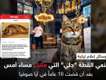 القطة "جلي" تودع آيا صوفيا بعد 16 عاماً فيه بالتزامن مع الانتخابات الأمريكية وانشغال الإعلام فيها - وكالة ستيب نيوز