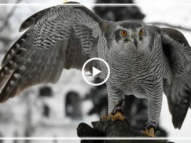 بالفيديو | بوتين يهدي الملك سلمان هدية نادرة - وكالة ستيب نيوز