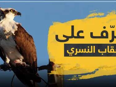 بالصور|| تعرّف إلى العقاب النسري الذي اصطاد سمكة قرش كبيرة.. سرعته تزيد عن 70 كلم بالساعة - وكالة ستيب نيوز