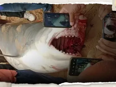 بعد العثور على نصف جسد السائح الروسي ببطنه.. شاهد ما فعلته السلطات المصرية بالقرش - وكالة ستيب نيوز