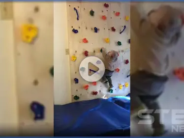 بالفيديو || سبايدرمان الـ رضيع يثير الدهشة على مواقع التواصل الاجتماعي - وكالة ستيب نيوز