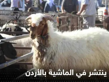 مرض خطير ينتشر في أسواق الماشية بالأردن.. والسلطات تستنفر - وكالة ستيب نيوز