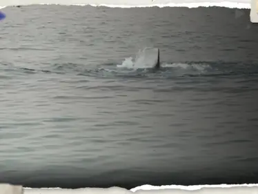 والد السائح الروسي ينشر صورة ابنه ويكشف كيف التهمه القرش بثوانٍ.. وعلاء مبارك يوضح الأسباب - وكالة ستيب نيوز