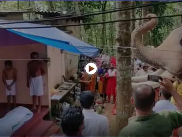 بالفيديو|| لحظة حزينة لفيل وهو يودع مدربه ويلقي عليه التحية الأخيرة - وكالة ستيب نيوز