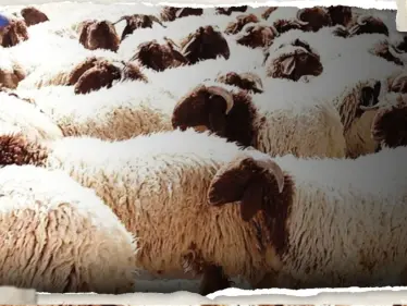 السعودية تعلن رفع الحظر عن صادرات الأغنام من الأردن - وكالة ستيب نيوز