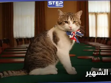 من هو لاري.. أول قط يمتلك منصباً في رئاسة الوزراء البريطانية - وكالة ستيب نيوز