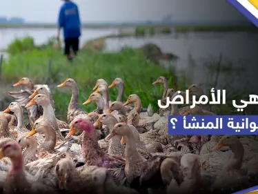 لماذا تتزايد الأمراض التي تنتقل من الحيوانات إلى البشر.. دراسة تجيب - وكالة ستيب نيوز