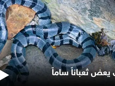 هندي يعض ثعبان سام ويقبض عليه بأسنانه حتى الموت انتقاماً منه وتعليقه على الحادثة - وكالة ستيب نيوز