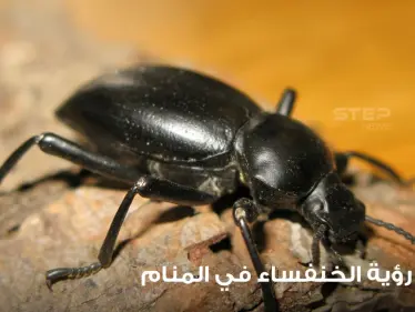 تفسير رؤية الخنفساء في المنام باختلاف أحوالها عند أغلب المعبرين - وكالة ستيب نيوز