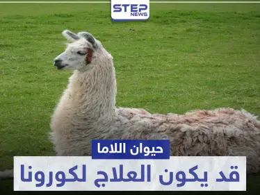 قد يكون العلاج.. حيوان "اللاما" ينتج أجسام مضادة لفيروس كورونا - وكالة ستيب نيوز