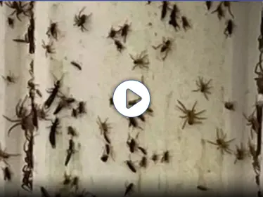 بالفيديو|| العناكب تغزو المنازل والشوارع في أستراليا بعد فيضان لم يتكرر منذ نصف قرن - وكالة ستيب نيوز