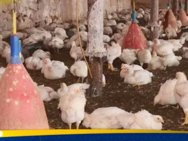 طاعون الدجاج