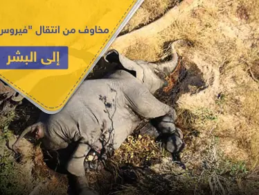 شكوك حول "فيروس غامض" أودى بحياة الفيلة بإفريقيا.. ومخاوف من انتقاله إلى البشر - وكالة ستيب نيوز