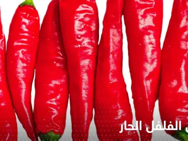 ماذا يحدث لجسمك عند الإفراط في تناول الفلفل الحار!.. علامات احذر منها - وكالة ستيب نيوز