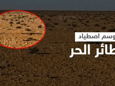 بالفيديو || كيف يُصطاد الطائر الحر في بادية الشامية بريف الرقة - وكالة ستيب نيوز