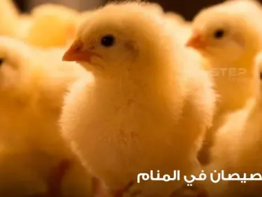 رؤية الصيصان في المنام ودلالة اختلاف ألوانها عند المعبرين - وكالة ستيب نيوز