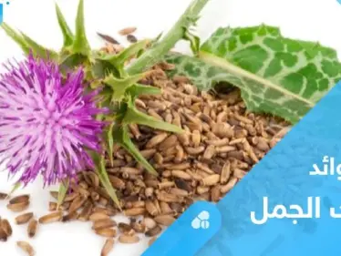 تعرف على عشبة شوك الجمل وفوائدها الصحية العديدة - وكالة ستيب نيوز