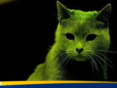 أسراب من القطط "النووية" تثير الهلع في منطقة بريطانية وموظفون يتلقون تهديدات بسببها - وكالة ستيب نيوز