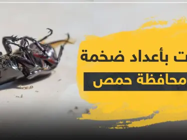 حشرات بأعداد ضخمة تغزو محافظة حمص وسط سوريا.. والتفاصيل! - وكالة ستيب نيوز