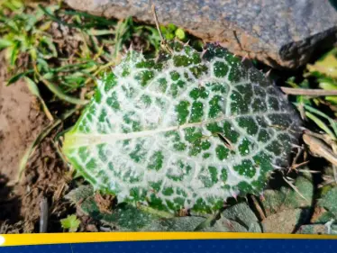 إسرائيل ترش مواد "مجهولة" فوق أراضٍ في القنيطرة جنوب سوريا… ومصدر يكشف لـ"ستيب" التفاصيل - وكالة ستيب نيوز