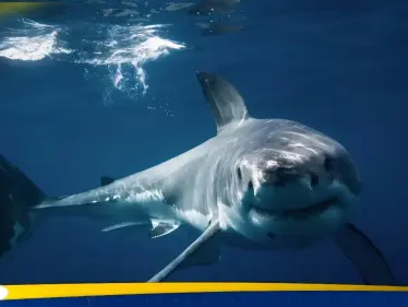 بالصور|| سياح يوقفون قرشا أبيض يلتهم حوتا في كندا - وكالة ستيب نيوز