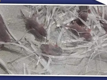 فئران حديثة الولادة داخل أكياس الطحين بحماة.. وأصحاب المخابز غاضبون! - وكالة ستيب نيوز