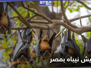 خفافيش نيباه في مصر والسلطات تحسم الجدل حول انتشار الفيروس الجديد - وكالة ستيب نيوز
