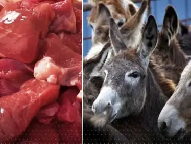 بعد أن أثار إعلامي مصري جدلاً حول مشروعية أكل لحم الحمير والخيل.. شيخ أزهري يرد - وكالة ستيب نيوز