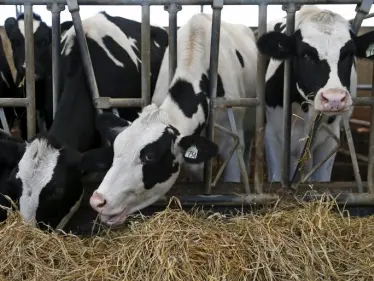 العقود الآجلة للماشية.. 4 معلومات هامة يجب عليك معرفتها قبل البدء بتداولها - وكالة ستيب نيوز