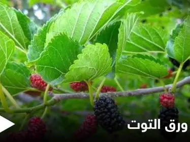 نصائح لمرضى السكري.. هذه الطريقة الأفضل لاستخدام ورق التوت - وكالة ستيب نيوز