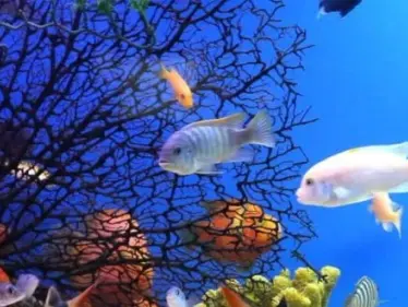 تفسير رؤية السمك في المنام بكافة انواعه واشكاله لابن سيرين - وكالة ستيب نيوز